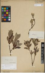 Foto von Salix lapponum L.
